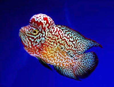Detail Gambar Ikan Louhan Kamfa Nomer 6