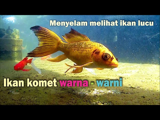 Detail Gambar Ikan Lucu Nomer 28