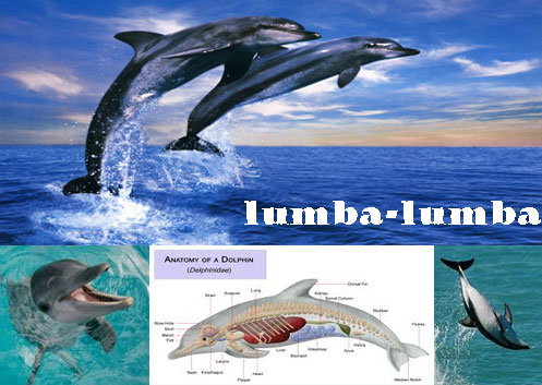 Detail Gambar Ikan Lumba Nomer 55