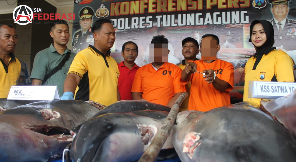 Detail Gambar Ikan Lumba Nomer 56