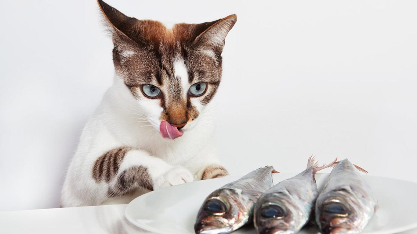 Detail Gambar Ikan Makanan Kucing Nomer 18