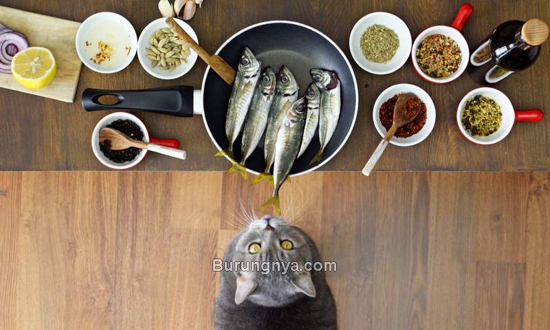 Detail Gambar Ikan Makanan Kucing Nomer 36