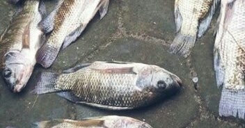 Detail Gambar Ikan Mancing Nomer 44