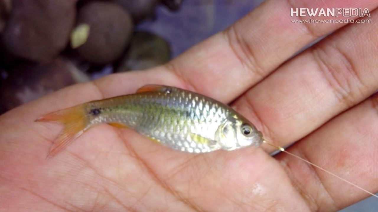 Detail Gambar Ikan Mancing Nomer 53