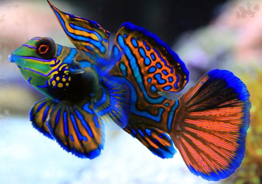 Detail Gambar Ikan Mandarin Nomer 3