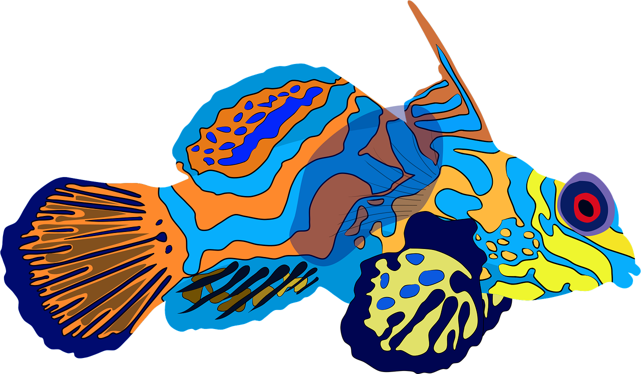 Detail Gambar Ikan Mandarin Nomer 17