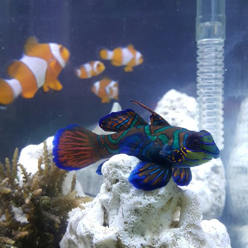 Detail Gambar Ikan Mandarin Nomer 25