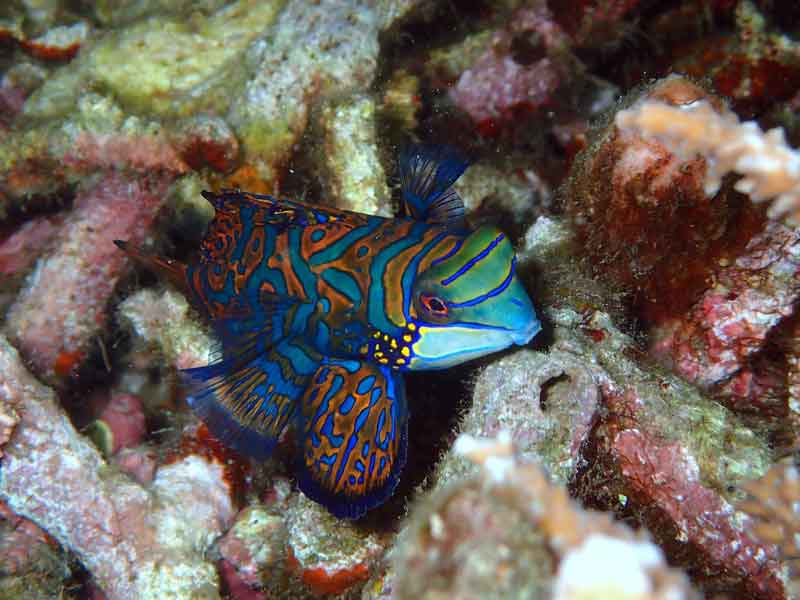 Detail Gambar Ikan Mandarin Nomer 39