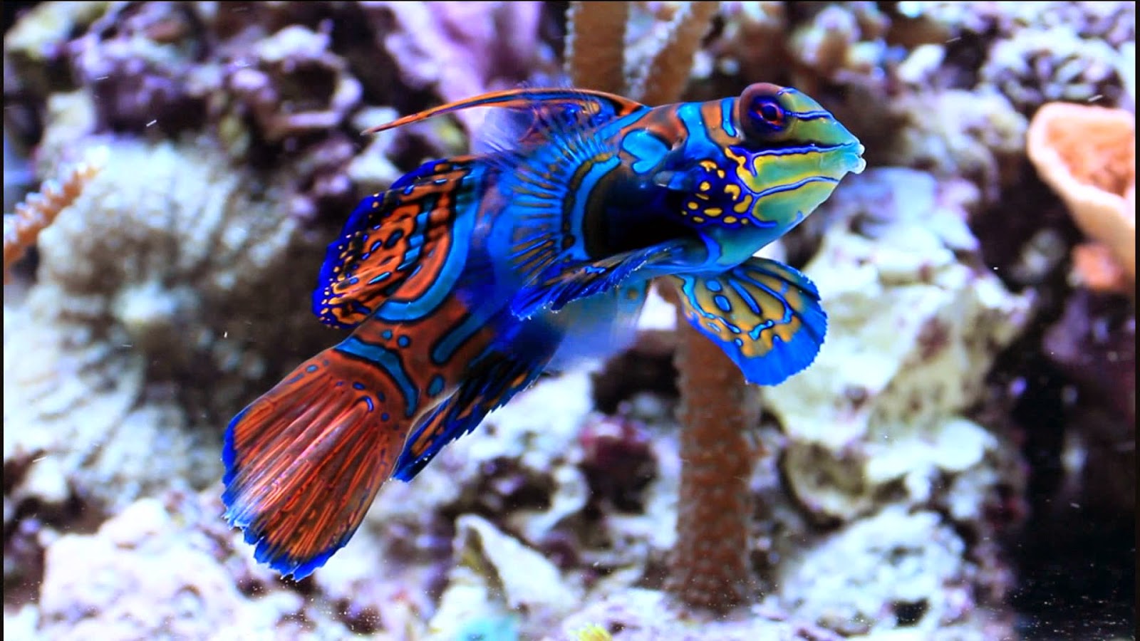 Detail Gambar Ikan Mandarin Nomer 42