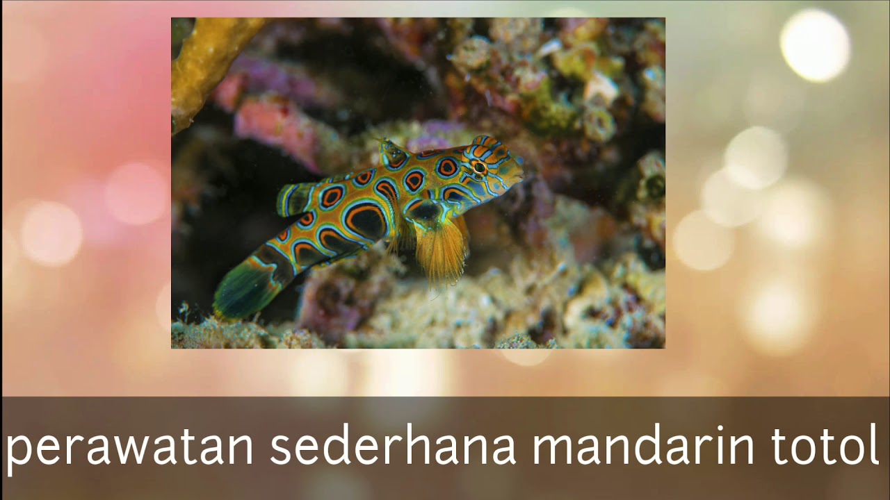 Detail Gambar Ikan Mandarin Nomer 46