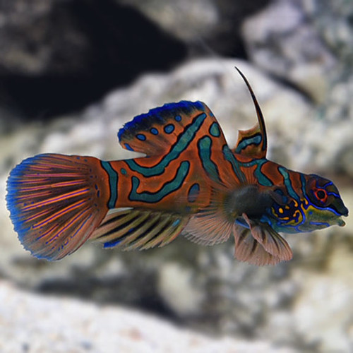 Detail Gambar Ikan Mandarin Nomer 49