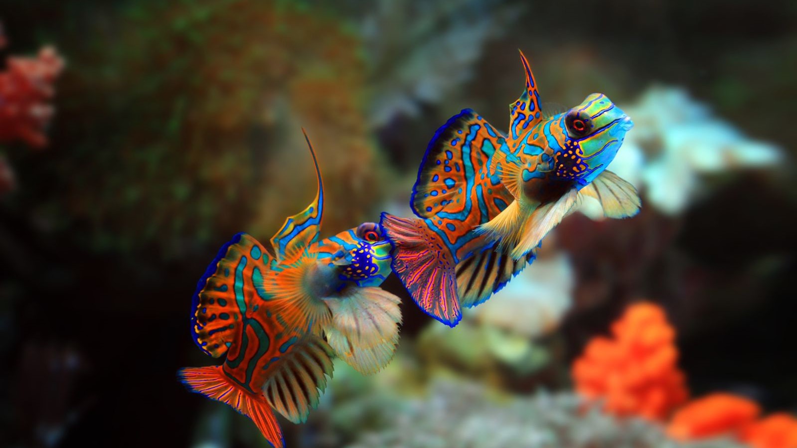 Detail Gambar Ikan Mandarin Nomer 7