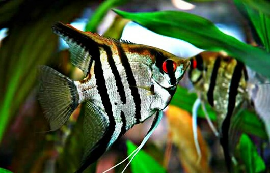 Detail Gambar Ikan Manfish Nomer 6