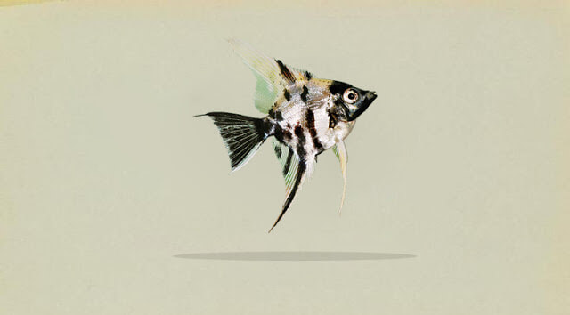 Detail Gambar Ikan Manfish Nomer 56
