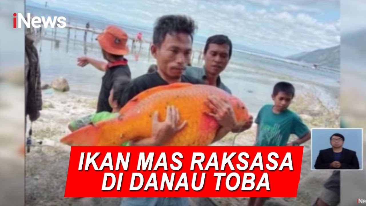 Detail Gambar Ikan Mas Nomer 55