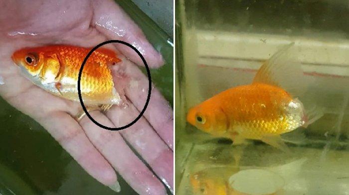 Detail Gambar Ikan Mas Hias Nomer 33