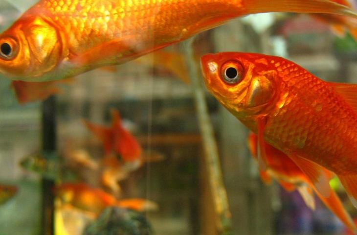 Detail Gambar Ikan Mas Hias Nomer 40