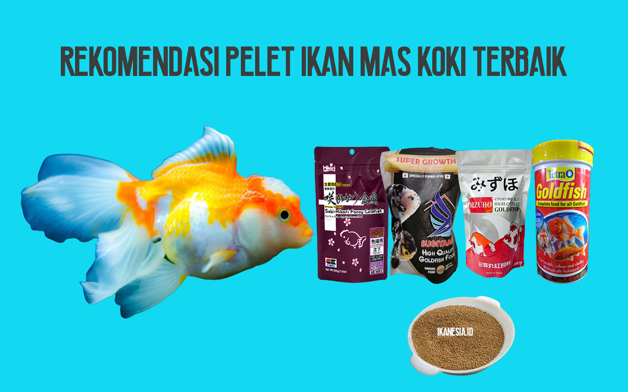 Detail Gambar Ikan Mas Hias Nomer 54