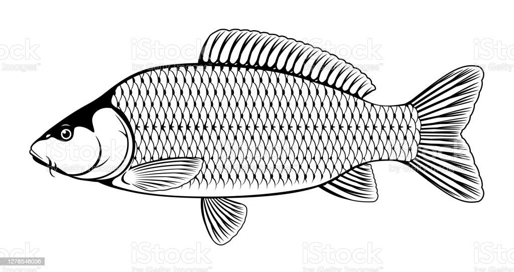 Gambar Ikan Mas Hitam Putih - KibrisPDR