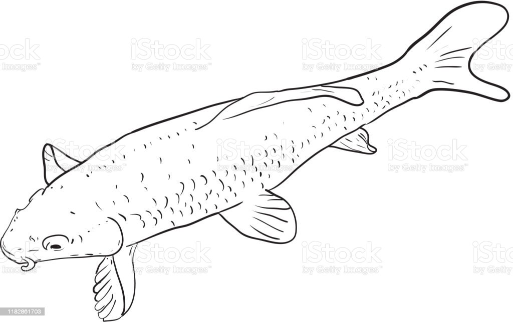Detail Gambar Ikan Mas Hitam Putih Nomer 5