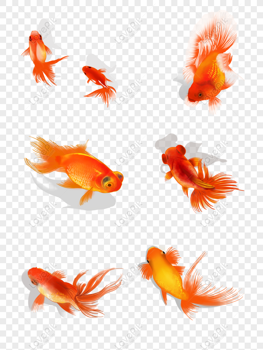 Detail Gambar Ikan Mas Kartun Ppt Nomer 9