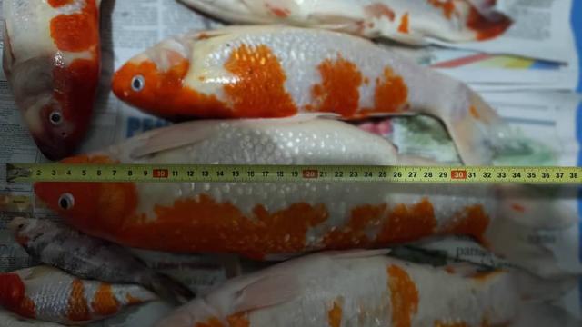 Detail Gambar Ikan Mas Koi Nomer 21