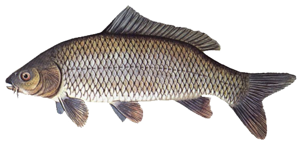 Detail Gambar Ikan Mas Koi Nomer 31