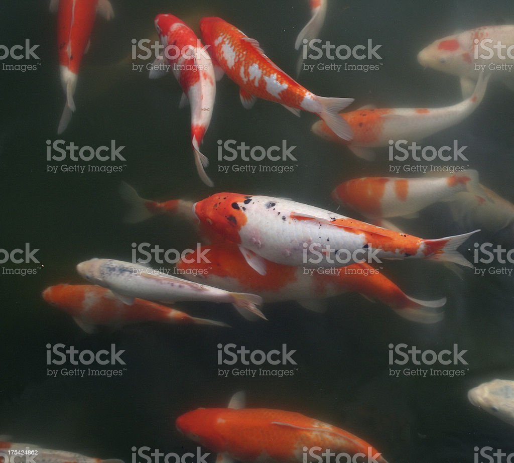 Detail Gambar Ikan Mas Koi Nomer 44