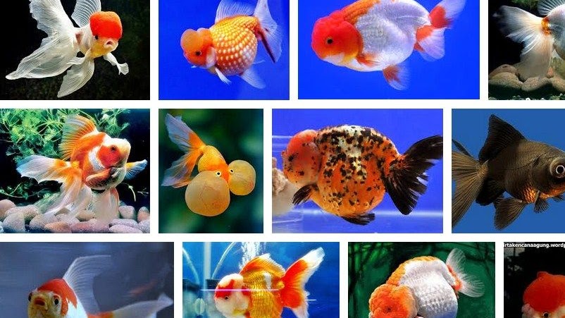 Detail Gambar Ikan Mas Koki Kartun Berwarna Nomer 17