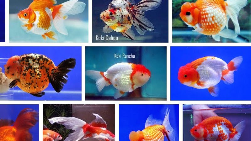 Detail Gambar Ikan Mas Koki Kartun Berwarna Nomer 27