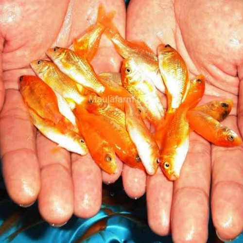 Detail Gambar Ikan Mas Merah Nomer 26