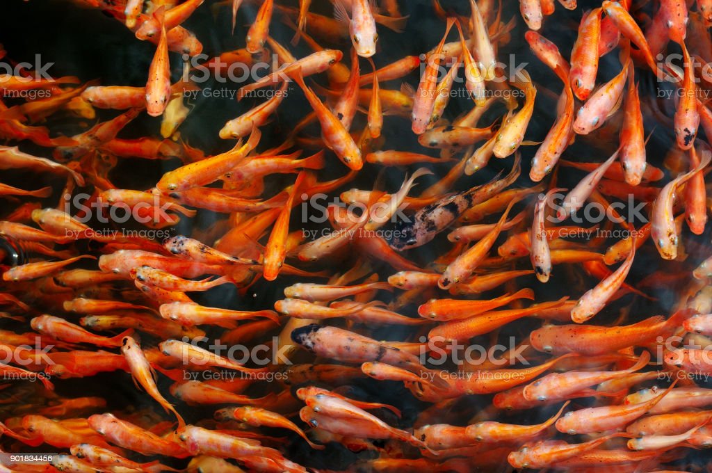 Detail Gambar Ikan Mas Merah Nomer 42