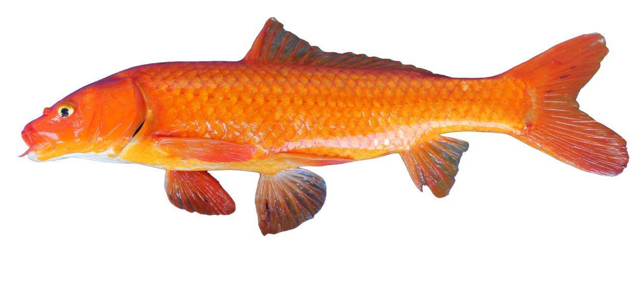 Detail Gambar Ikan Mas Merah Nomer 5