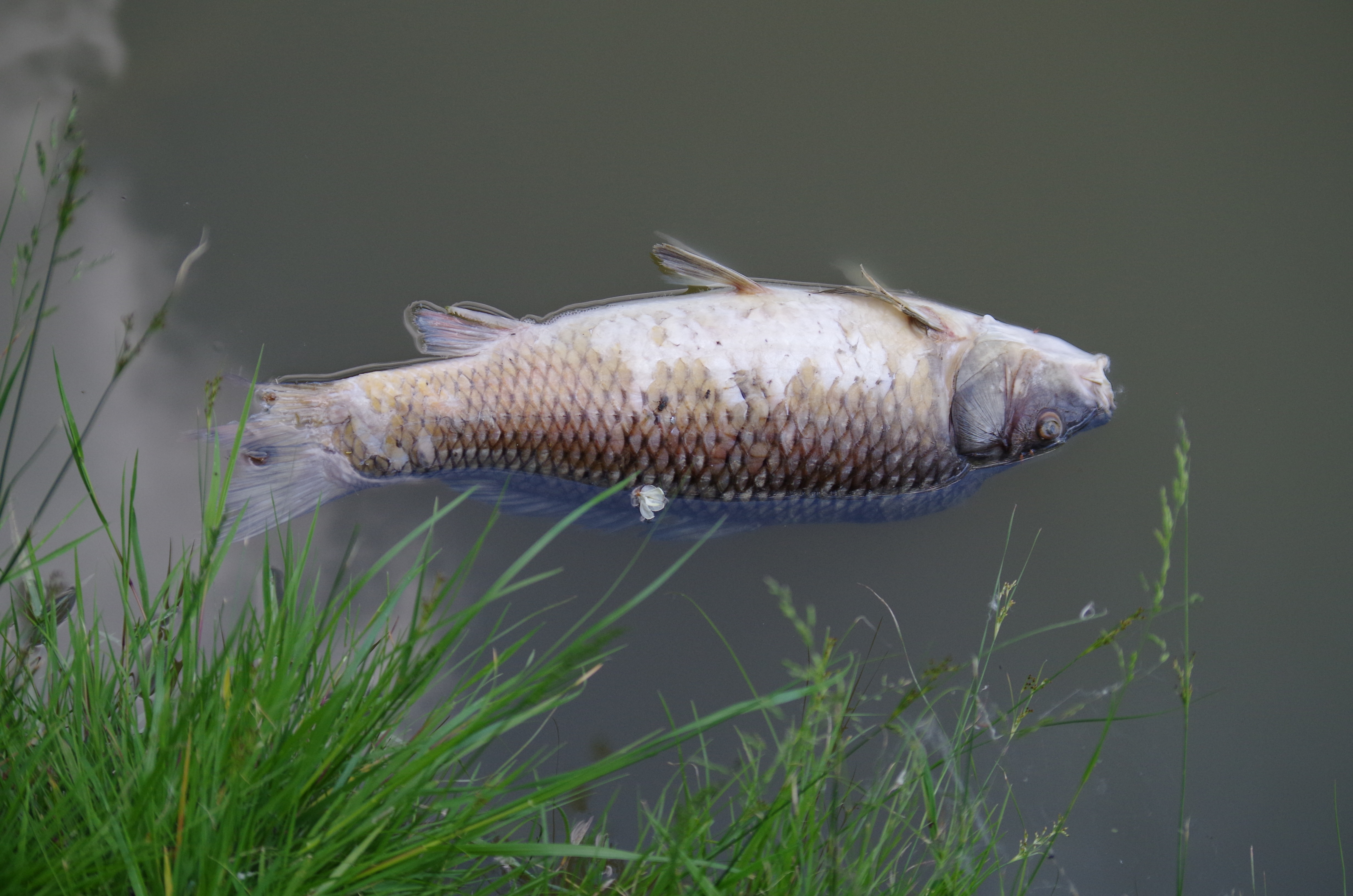 Detail Gambar Ikan Mati Nomer 20