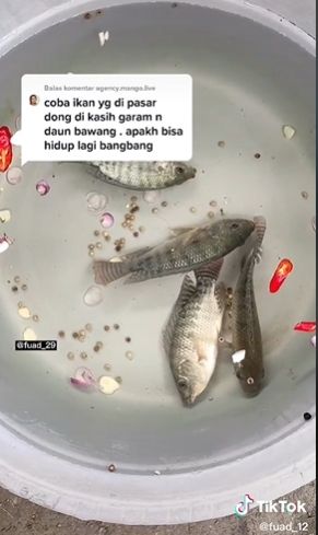 Detail Gambar Ikan Mati Nomer 34