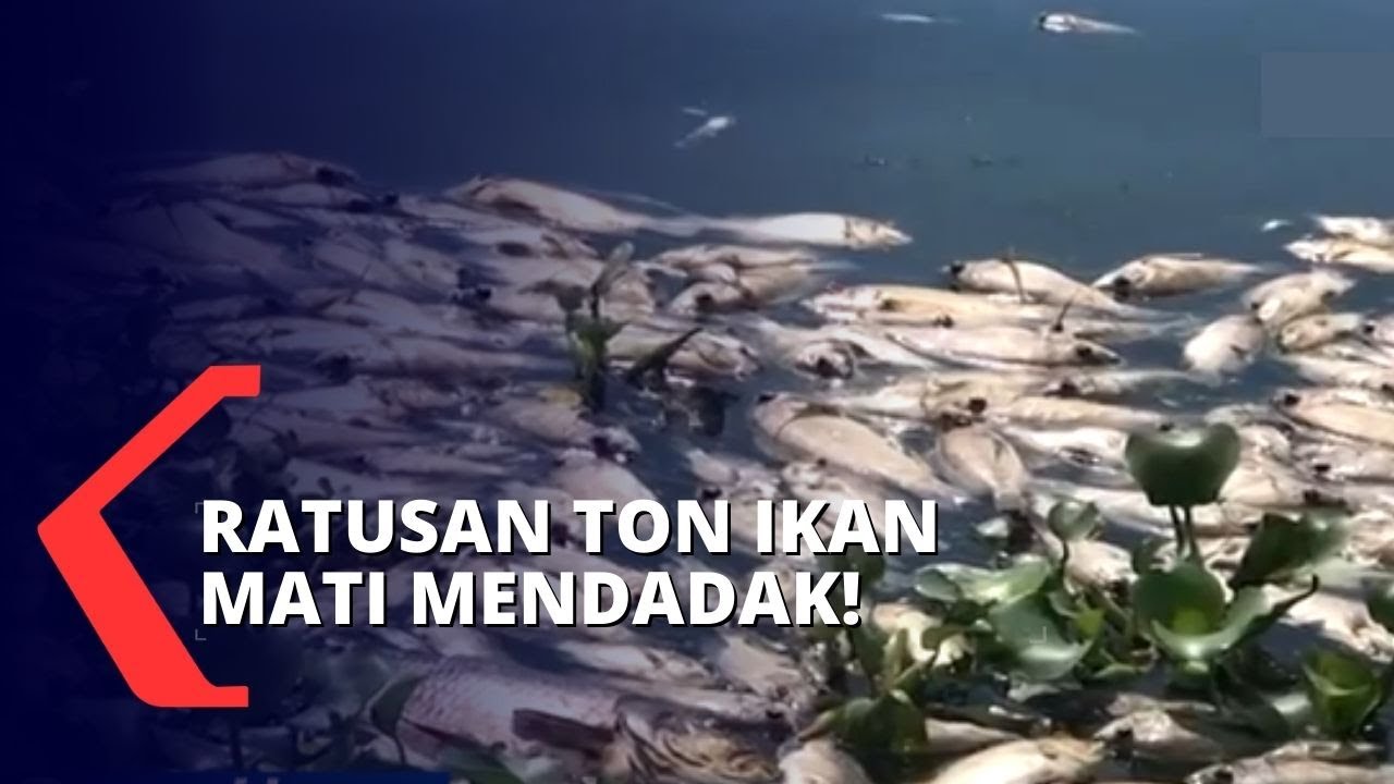 Download Gambar Ikan Mati Nomer 53