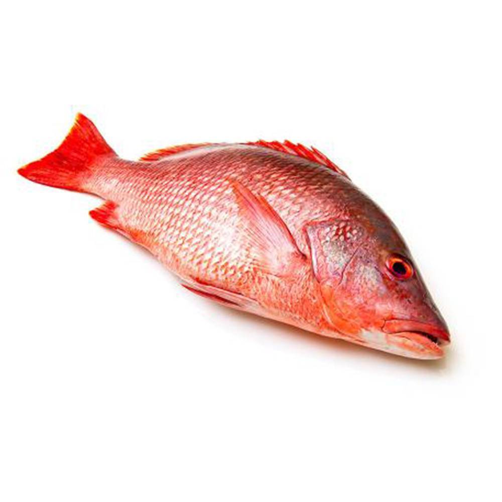 Gambar Ikan Merah - KibrisPDR