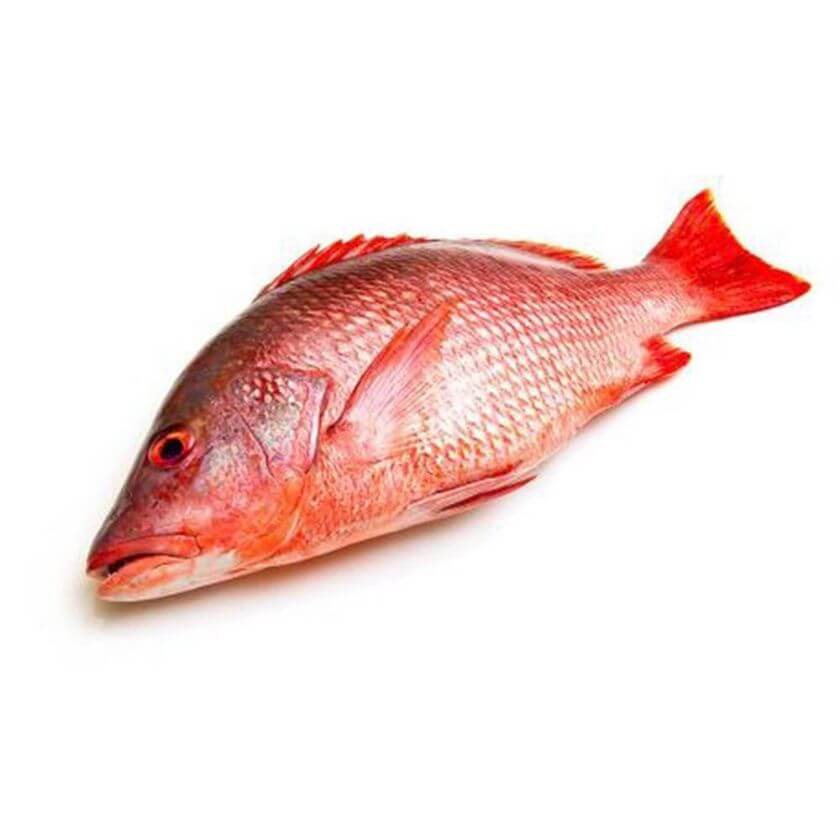 Detail Gambar Ikan Merah Nomer 2