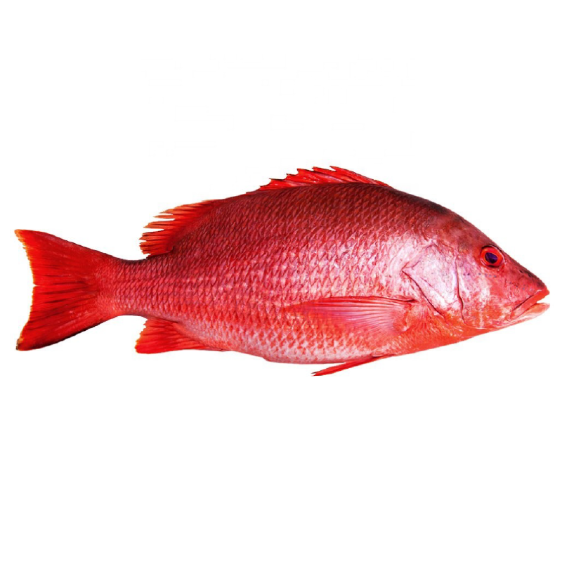 Detail Gambar Ikan Merah Nomer 3