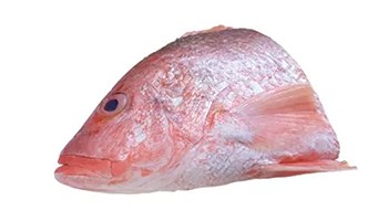 Detail Gambar Ikan Merah Nomer 22