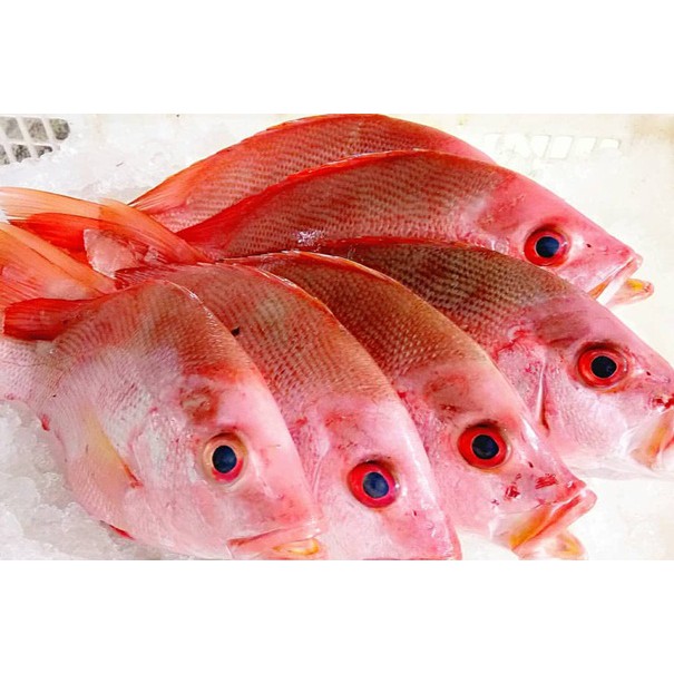 Detail Gambar Ikan Merah Nomer 32
