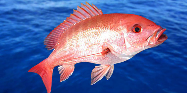 Detail Gambar Ikan Merah Nomer 37