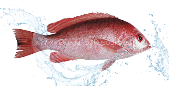 Detail Gambar Ikan Merah Nomer 5