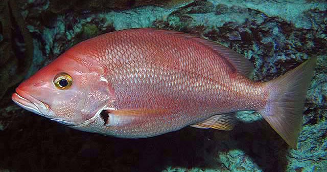 Detail Gambar Ikan Merah Nomer 40