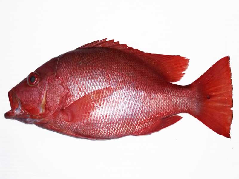 Detail Gambar Ikan Merah Nomer 42