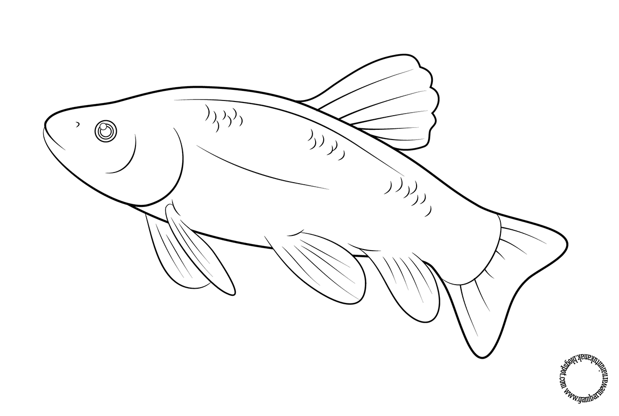 Detail Gambar Ikan Mewarnai Nomer 9