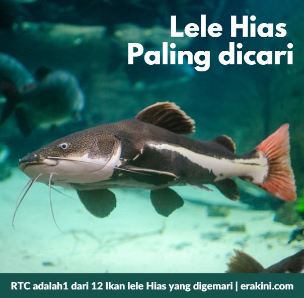 Detail Gambar Ikan Monster Hitam Putih Nomer 43