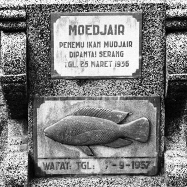 Detail Gambar Ikan Mujaer Nomer 48