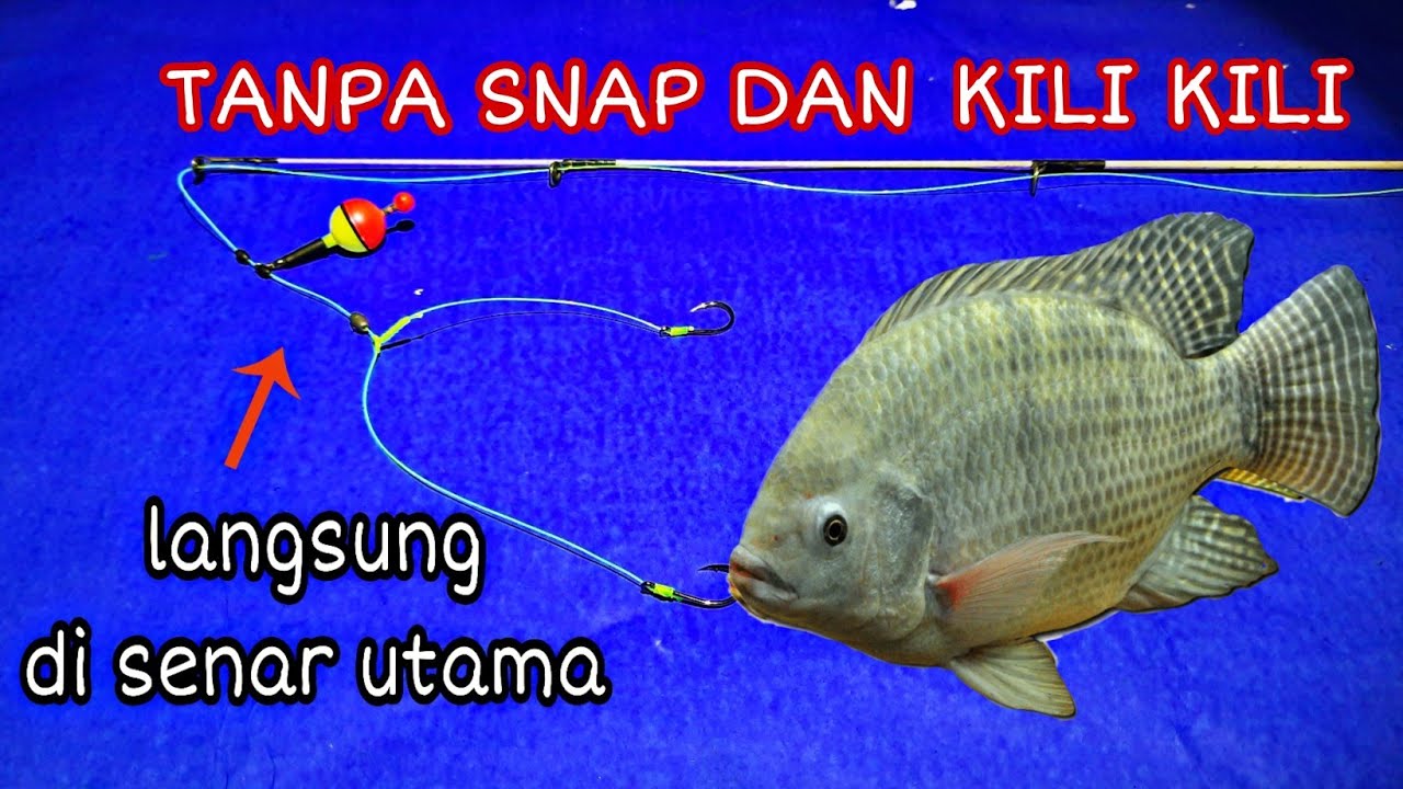 Detail Gambar Ikan Mujaer Nomer 52