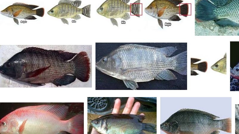 Detail Gambar Ikan Mujaer Nomer 54